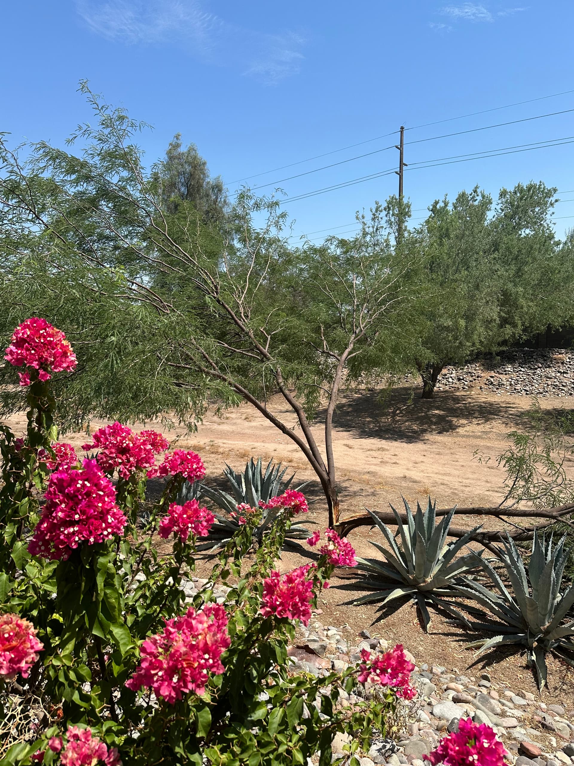 JMM Landscaping project 5 in Arizona