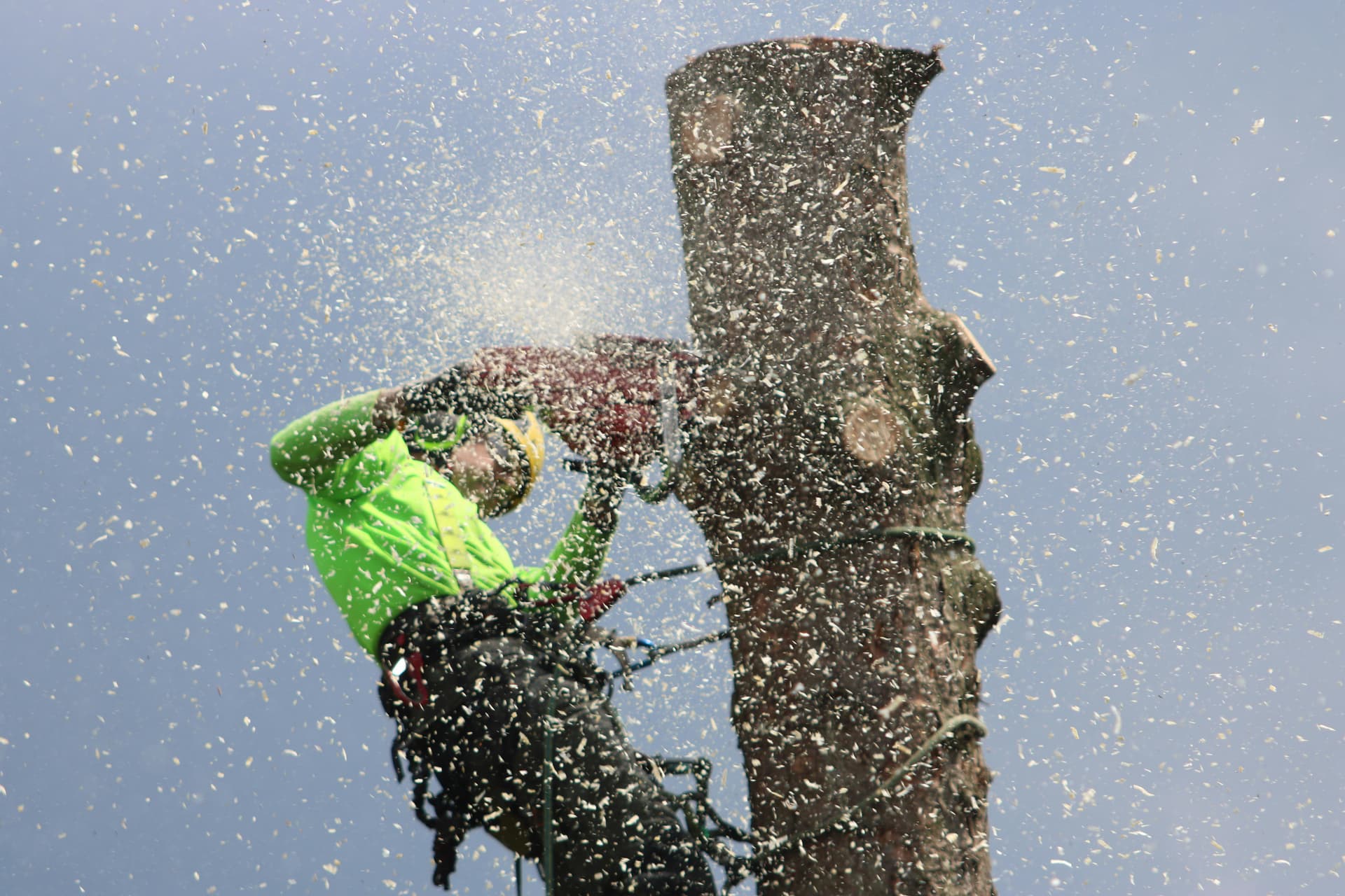 Tree Trimming & Removal by JMM Landscaping